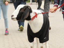 IMG_5090_web